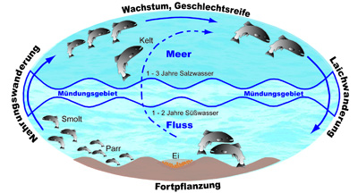 Lebenszyklus des Altlantischen Lachses
