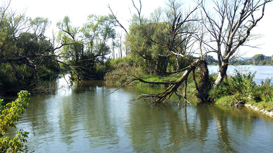 Donau (Stauhaltung Straubing) mit Totholz im Nebenarm
